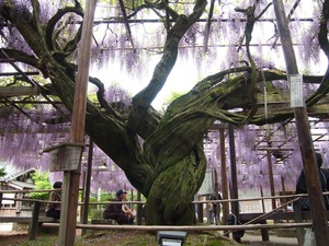 20170512-4.JPG